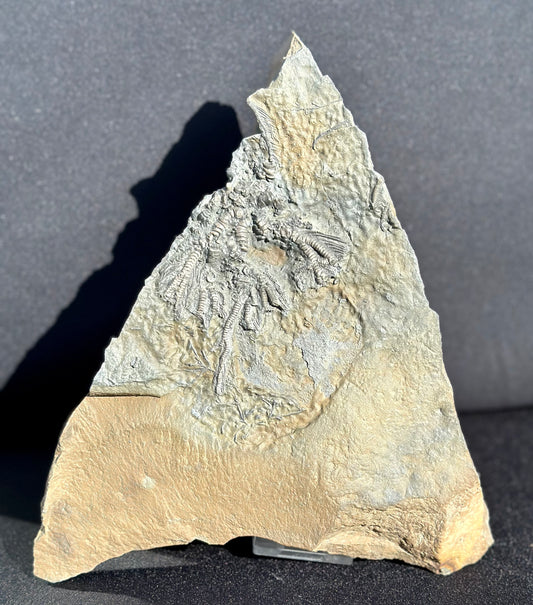 Crinoid Fossil