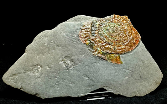 Iridescent Lower Lias, Lower Jurassic Ammonite from North Somerset Psiloceras planorbis