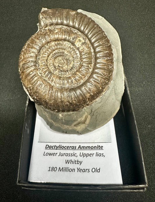 Dactylioceras Ammonite fossil