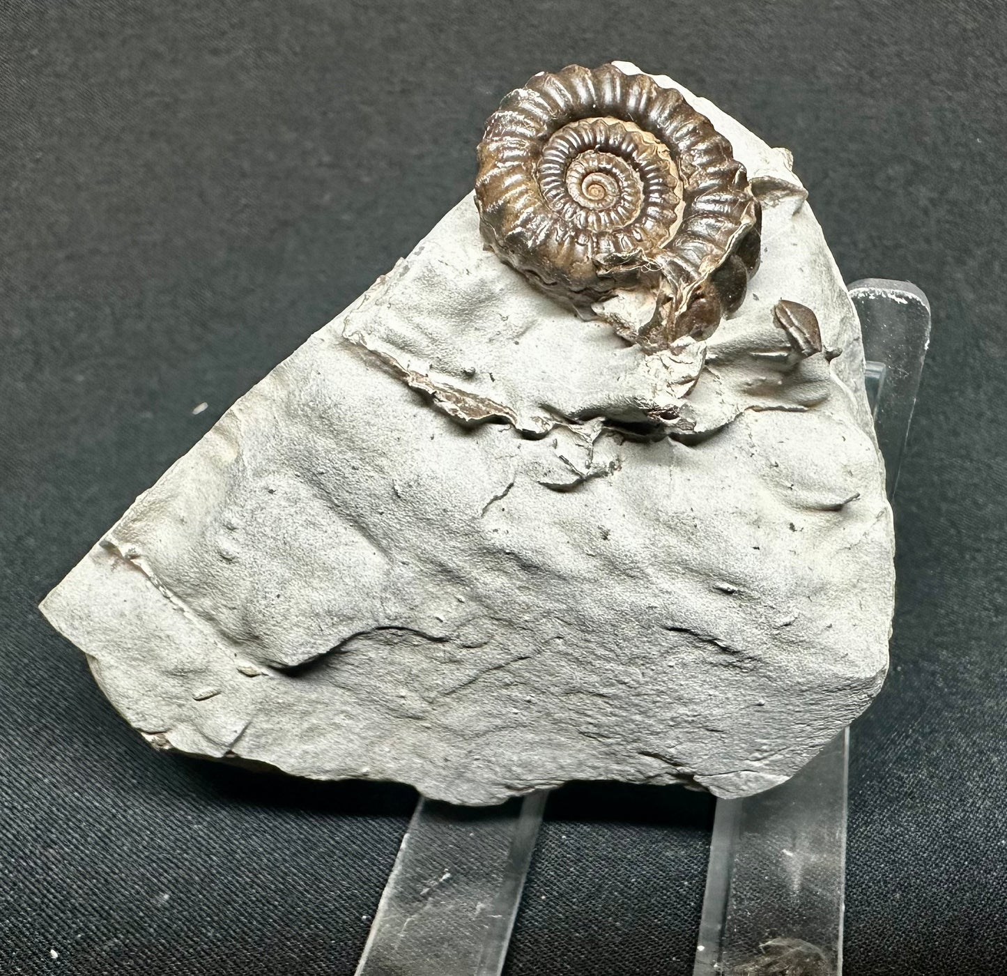 Lower Jurassic, Lower Lias Ammonite from Robin Hoods’s Bay, North Yorkshire, England Gagaticeras gagateum