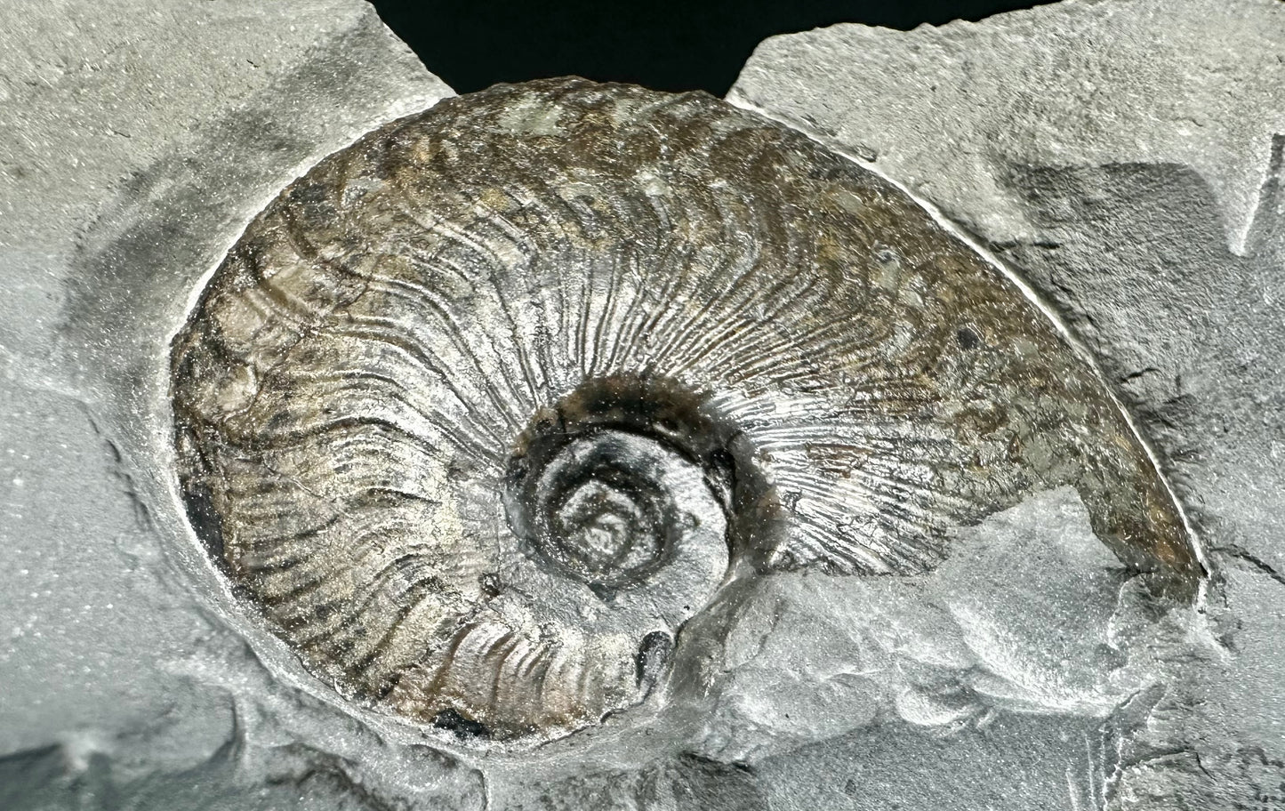 British Lower Jurassic, Upper Lias Ammonite Cluster from Sandsend, Whitby, North Yorkshire, England.   Cleviceras elegans