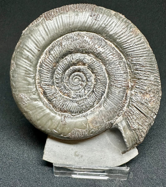 Dactylioceras Tenuicostatum ammonite fossil - Whitby, North Yorkshire, England