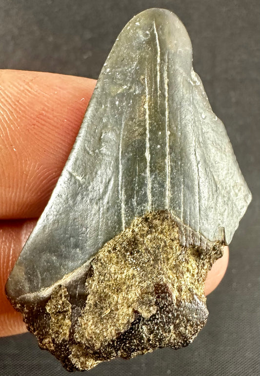 Megalodon Shark Tooth - Miocene - South Carolina - USA