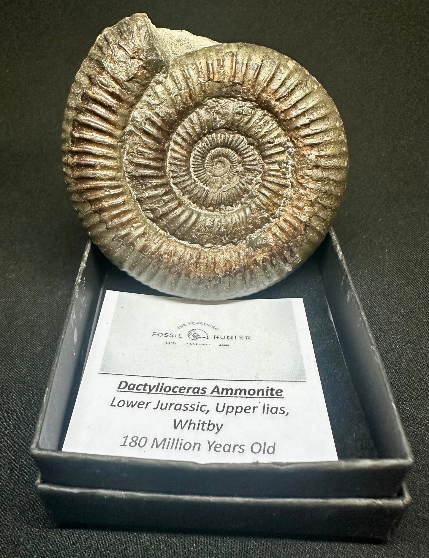 Dactylioceras Ammonite Fossil