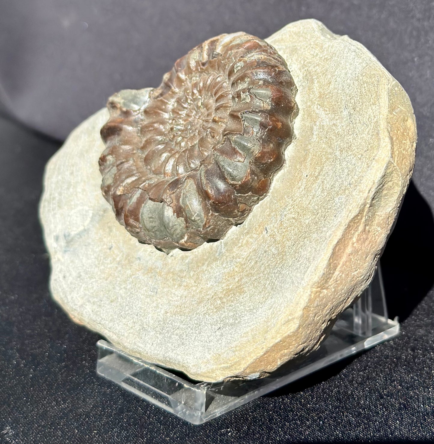 Androgynaceras Ammonite
