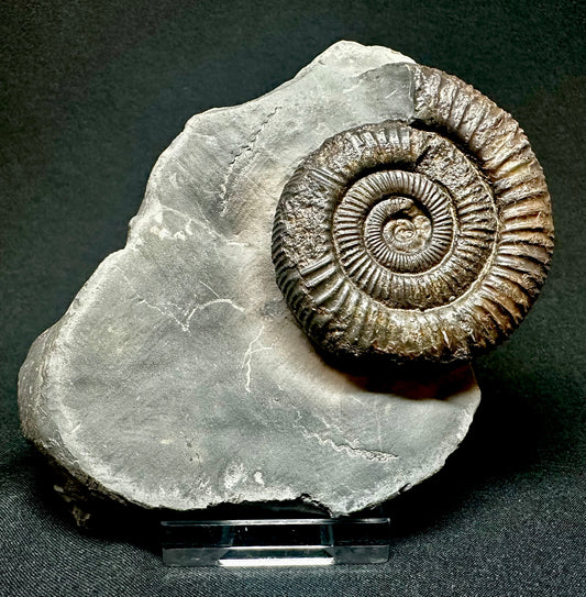 Dactylioceras Ammonite Fossil