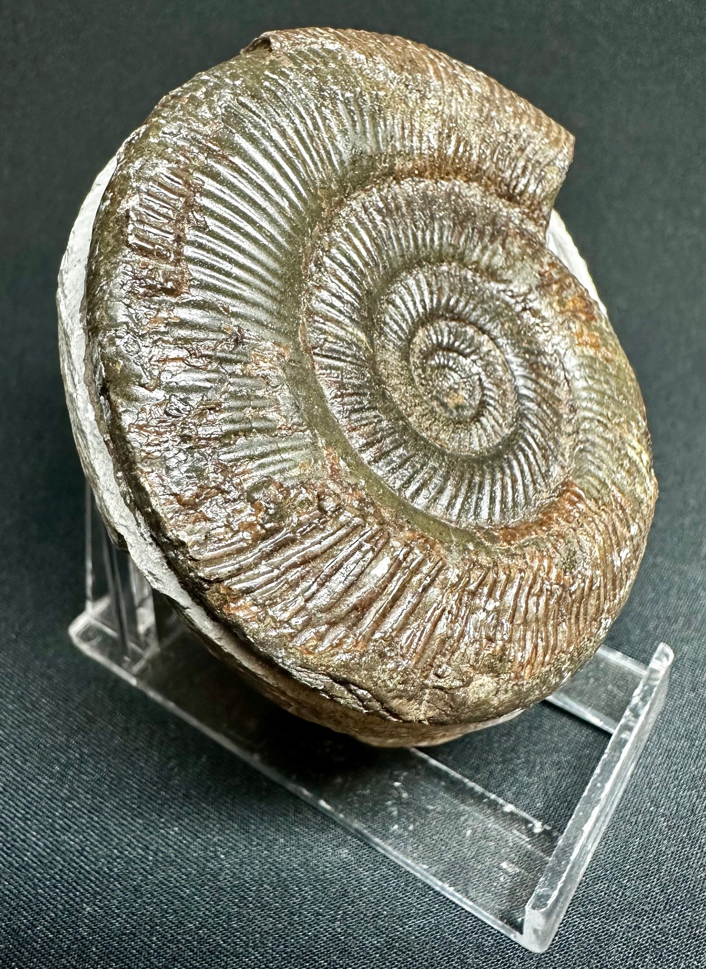 Dactylioceras semicelatum ammonite fossil - Whitby, North Yorkshire Jurassic Coast