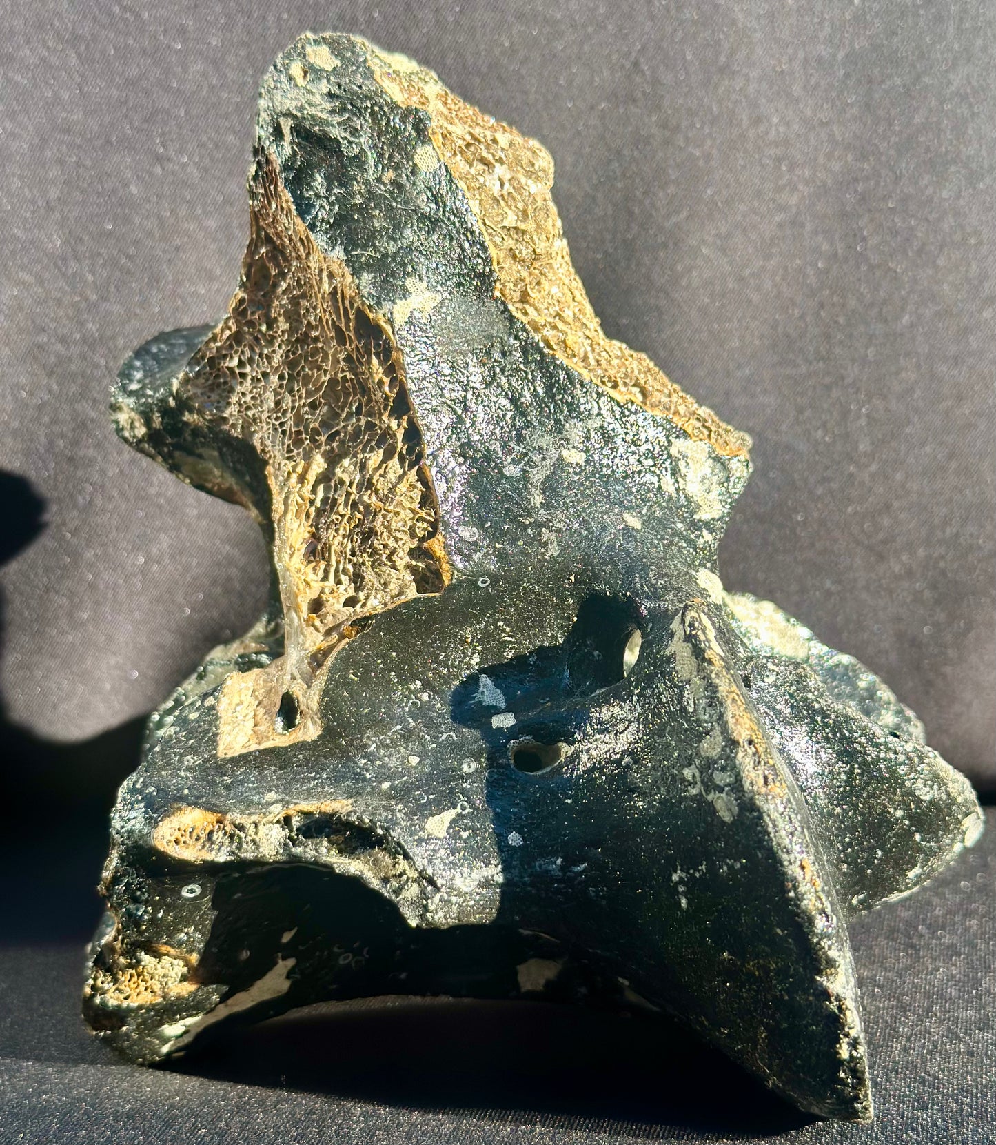 Irish Elk Vertebra