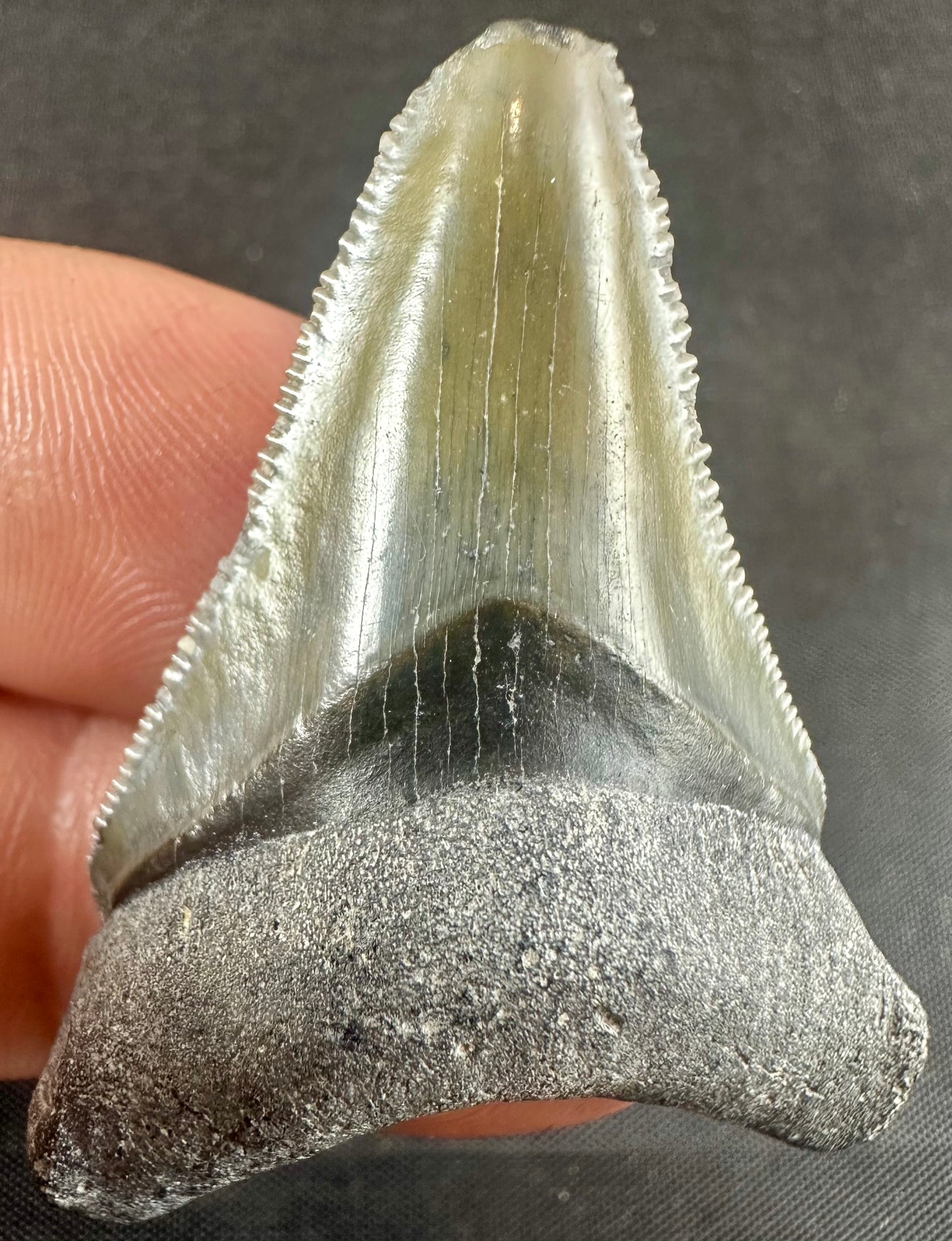 Bone Valley Megalodon Tooth