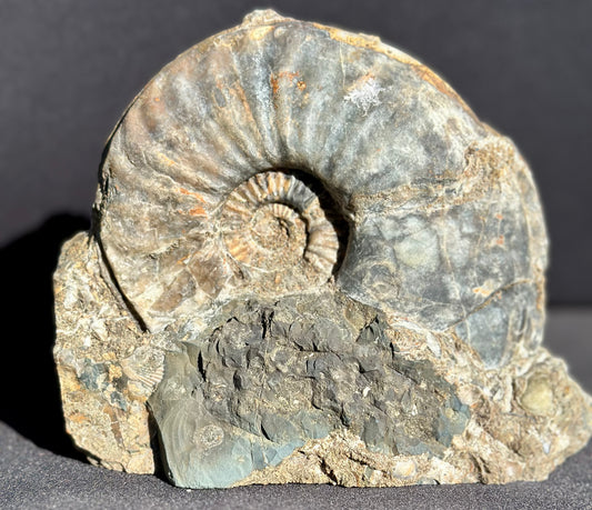 Eparietites Ammonite Scunthorpe