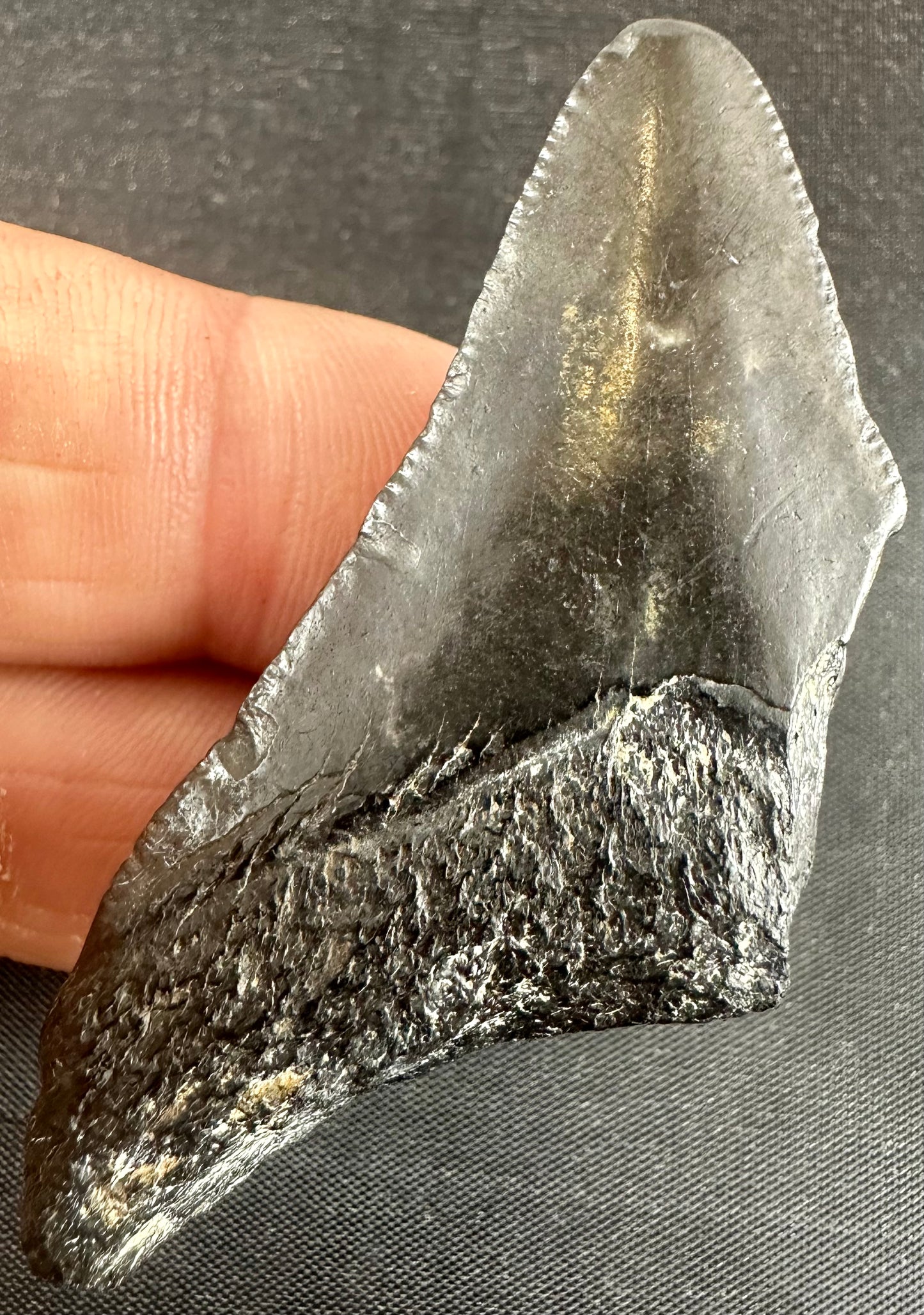 Megalodon Shark Tooth - Miocene - South Carolina - USA