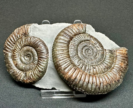 Double Dactylioceras ammonite