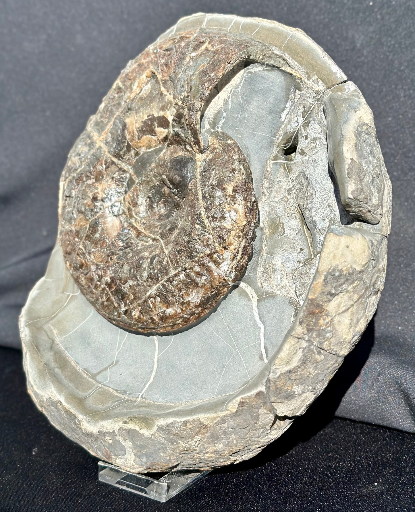 Ovaticeras Ammonite