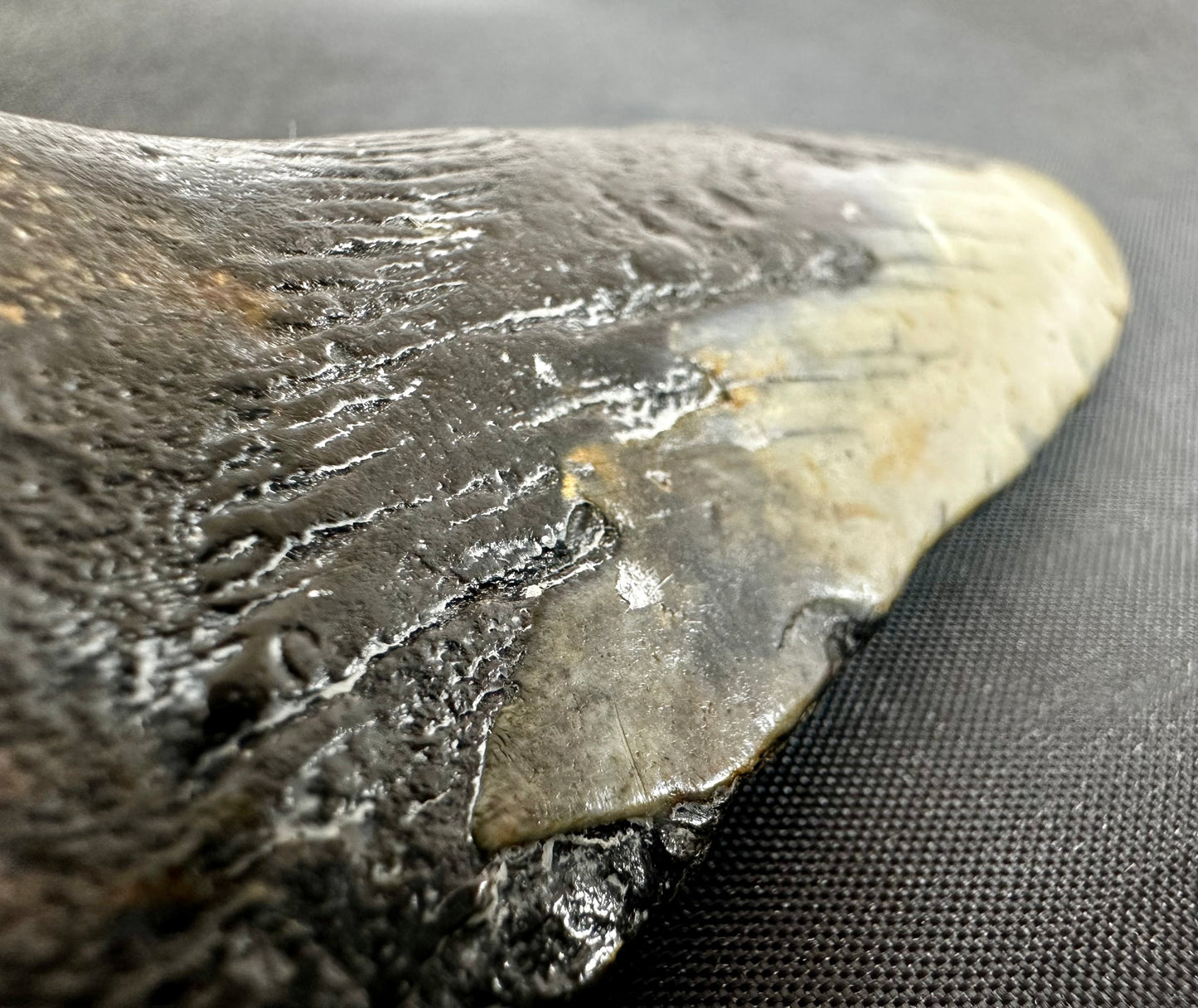 Megalodon Shark Tooth - Miocene - South Carolina - USA