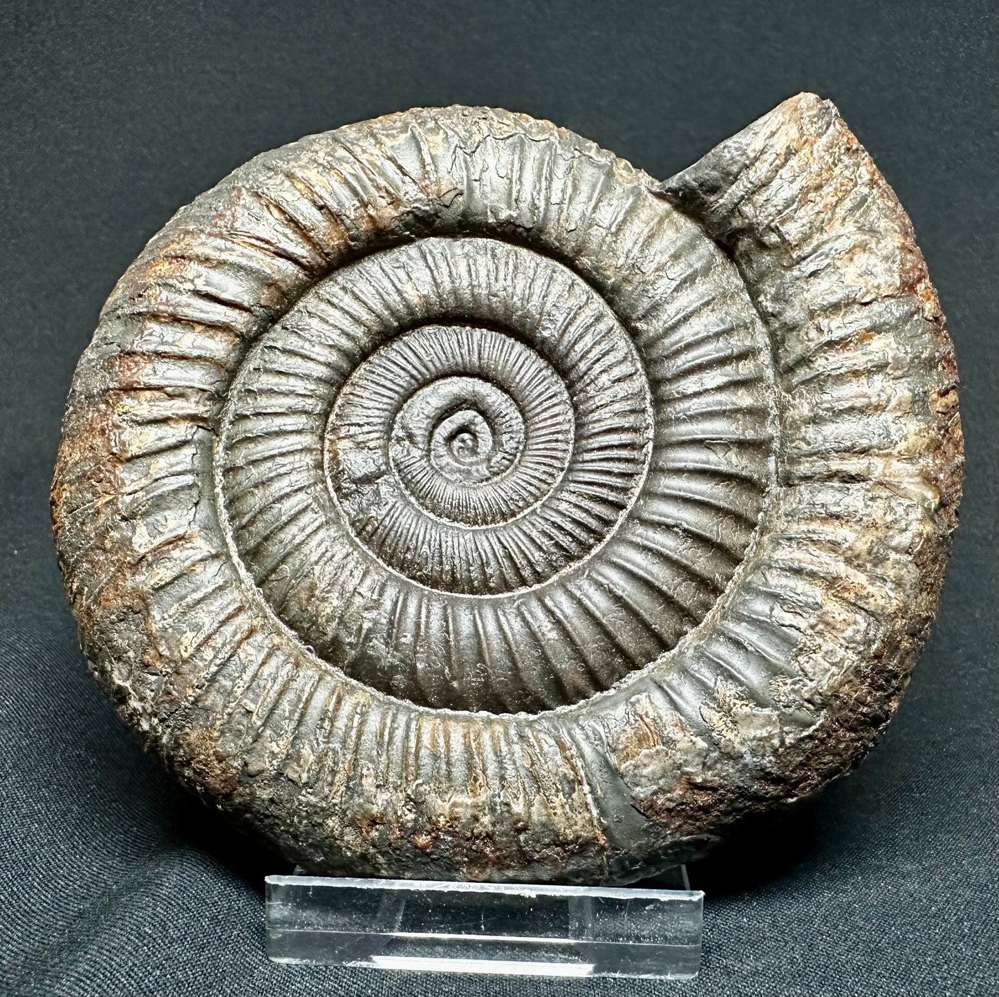 Large Dactylioceras Ammonite Fossil