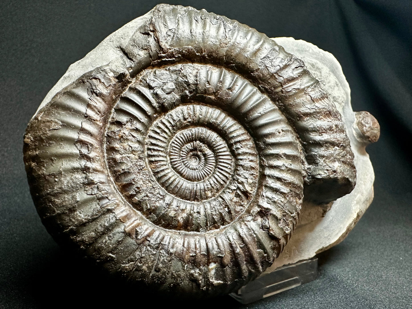 Dactylioceras Ammonite Fossil