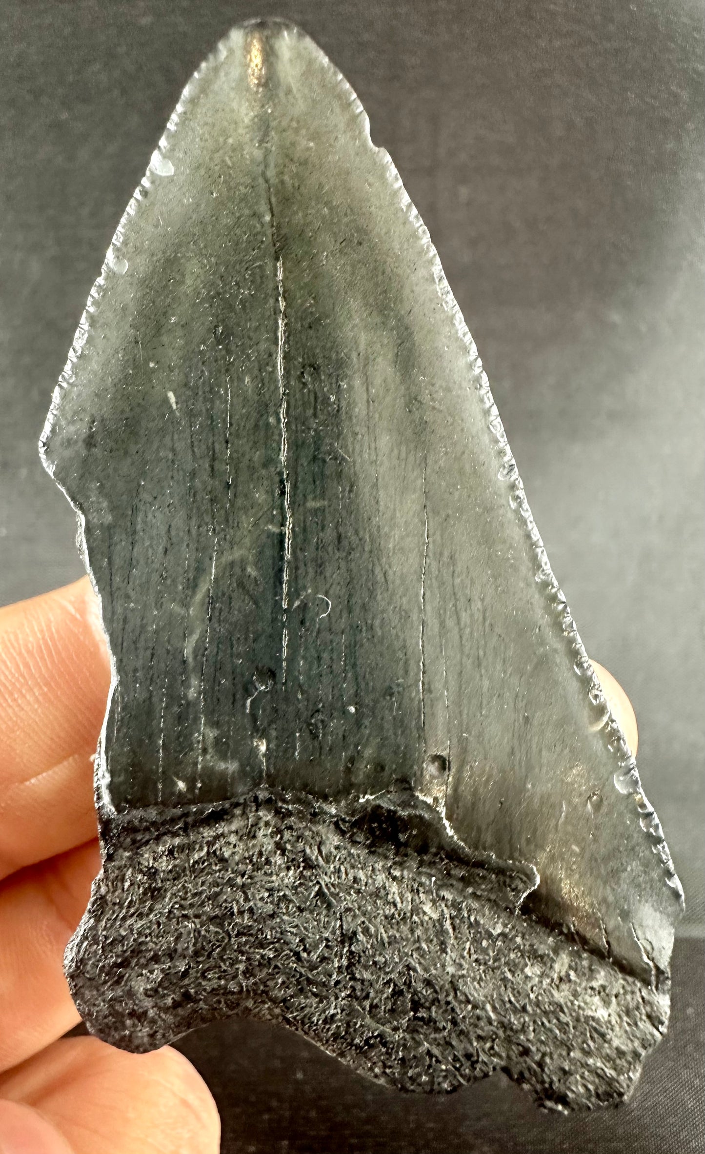 Megalodon Shark Tooth - Miocene - South Carolina - USA