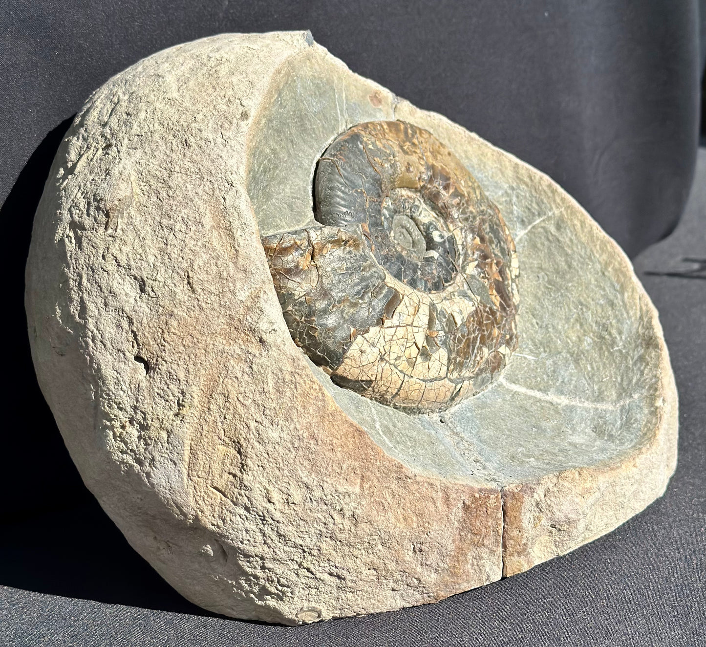 Propranulites Ammonite