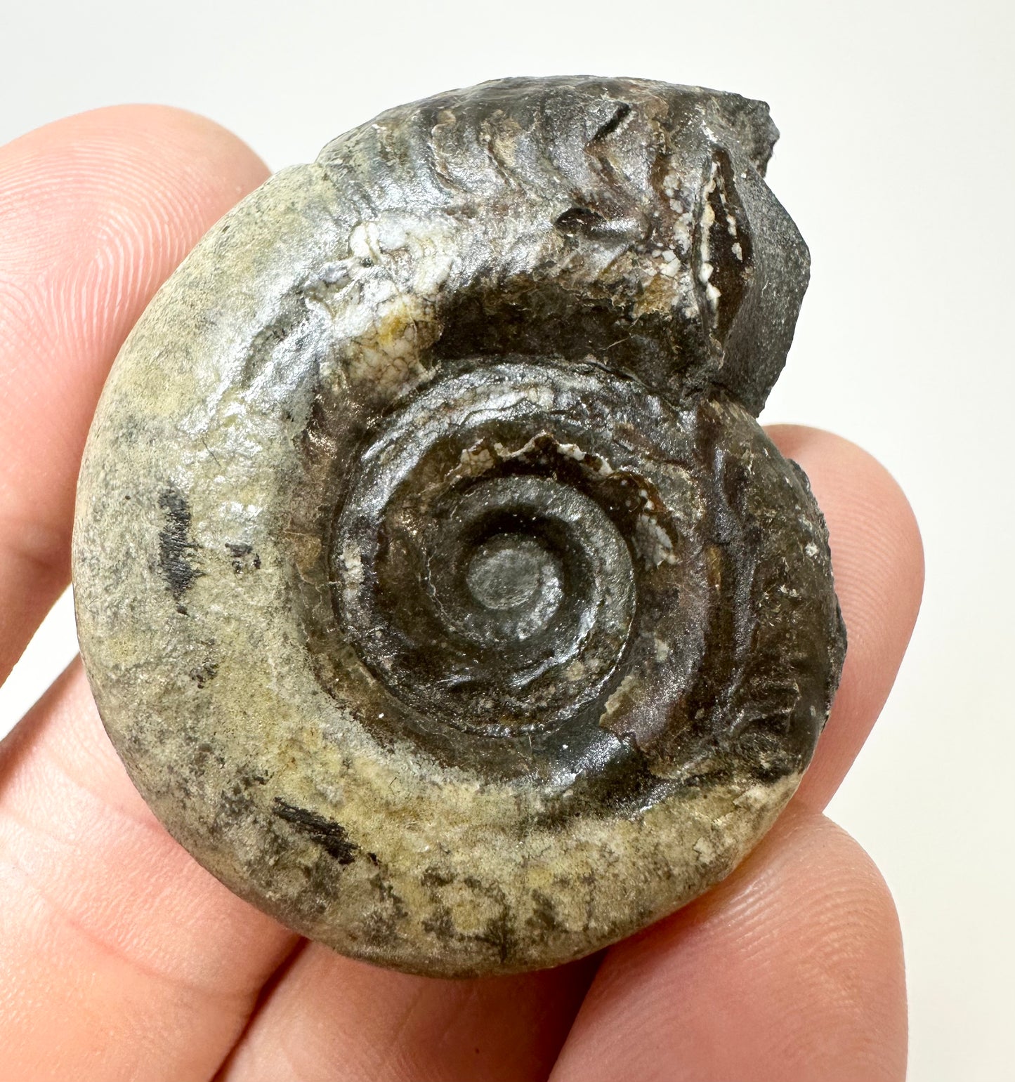 Hildoceras Ammonite, Jurassic Coast, North Yorkshire, Whitby