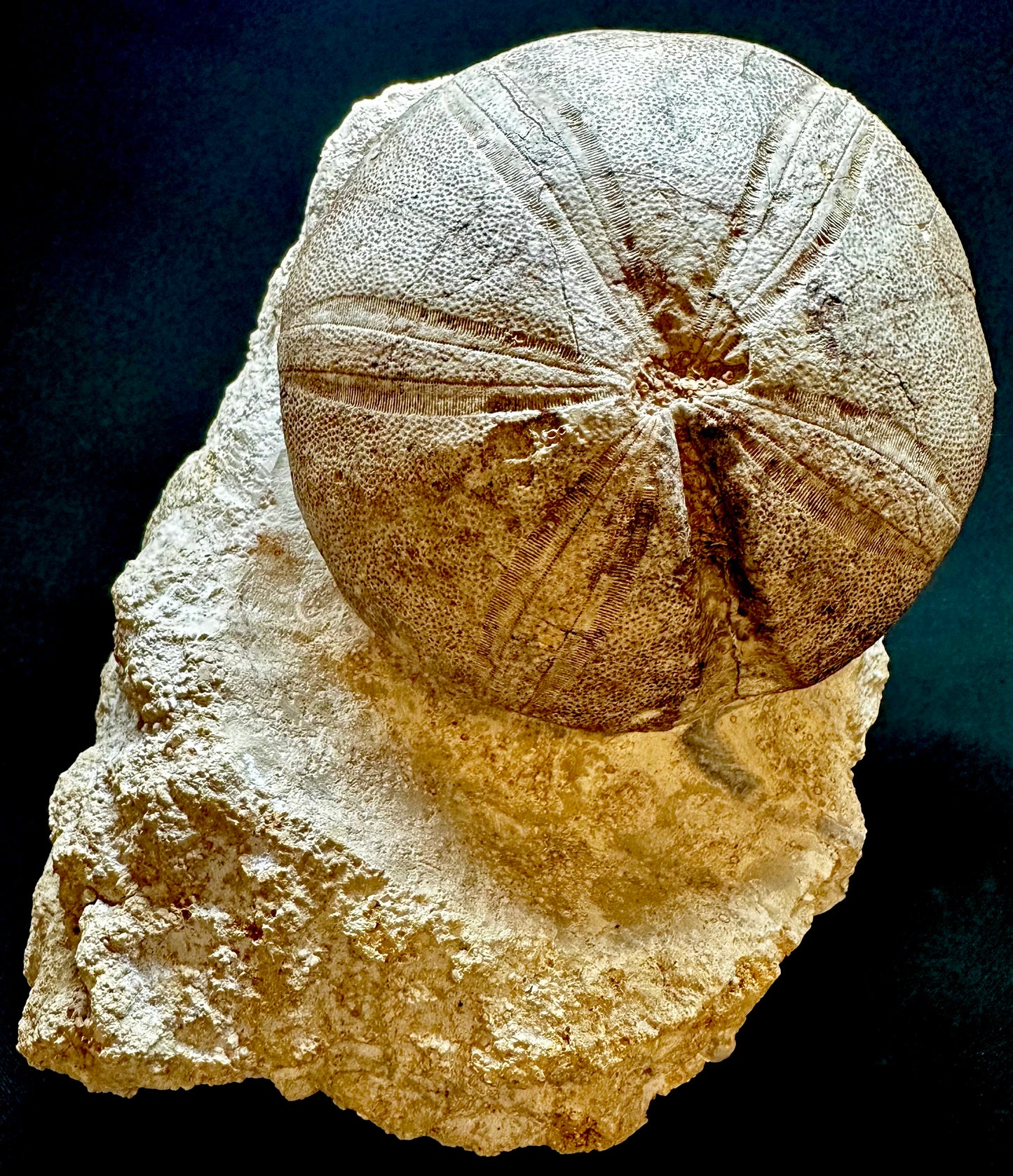 Echinoid [Clypeus plotti] – Jurassic – UK