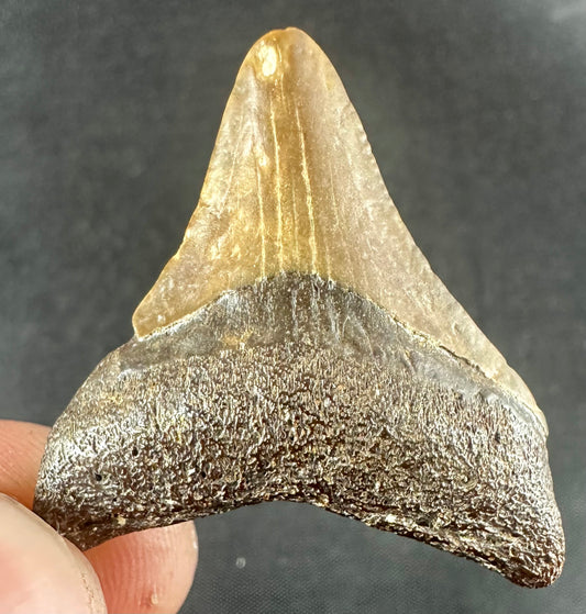 Megalodon Shark Tooth - Miocene - South Carolina - USA