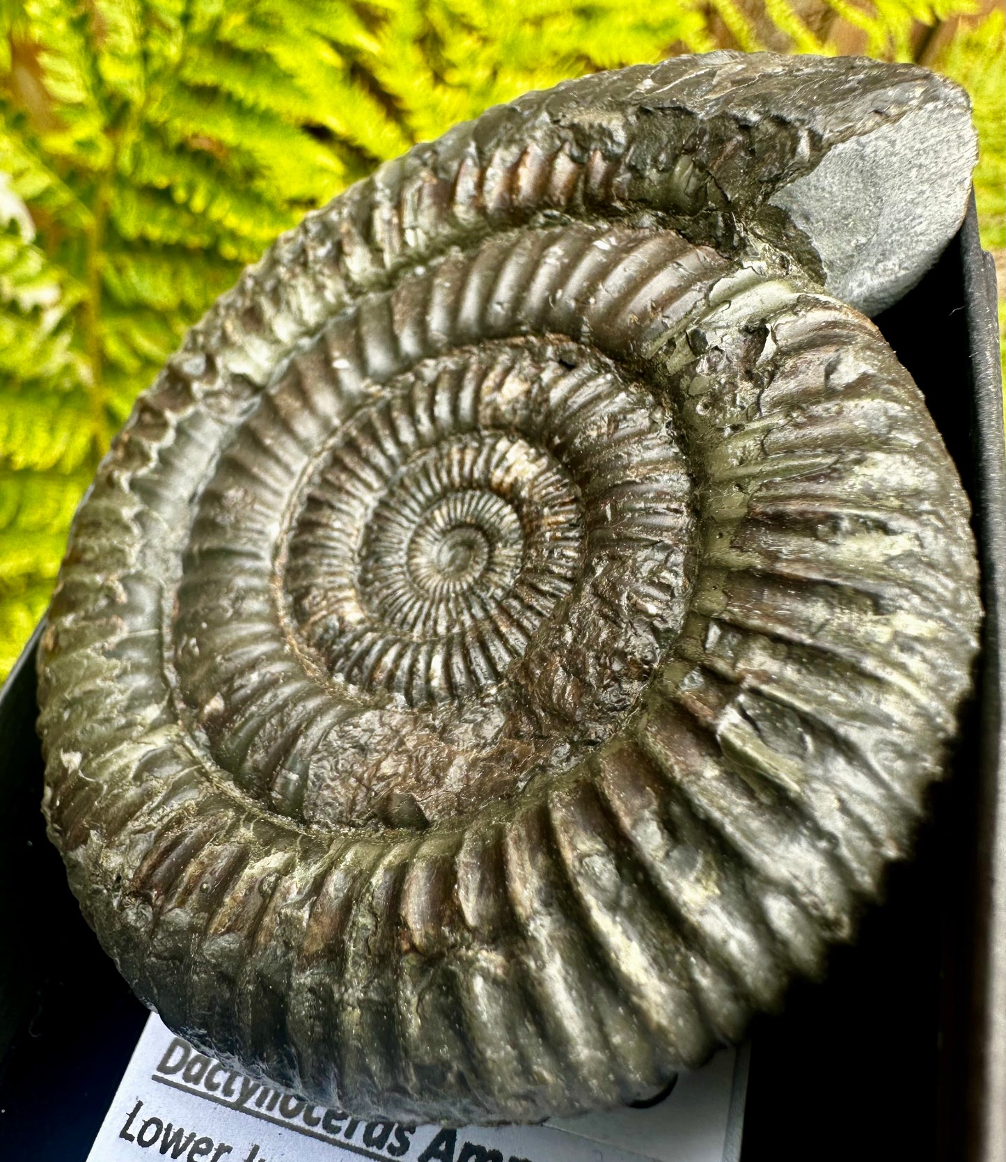 Dactylioceras Ammonite Fossil, Whitby, North Yorkshire Coast, England.