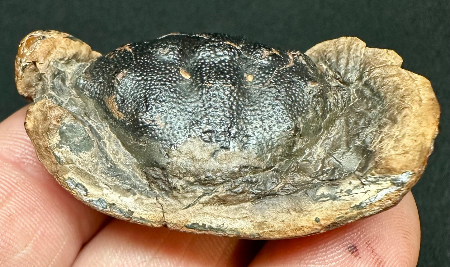 Zanthopsis Leachii Crab fossil