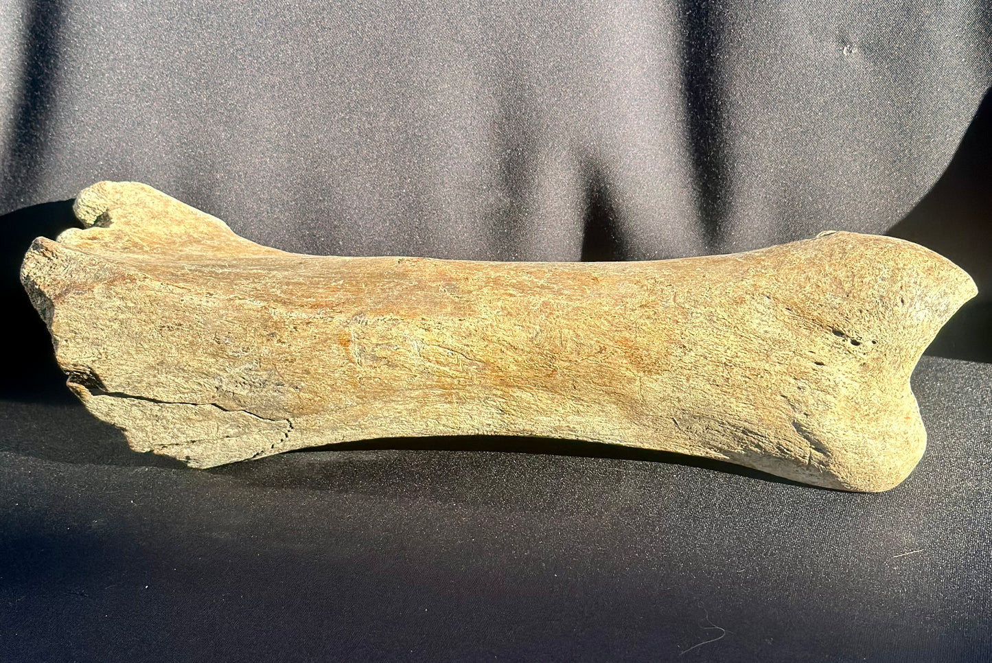 Woolly Rhino Leg Bone