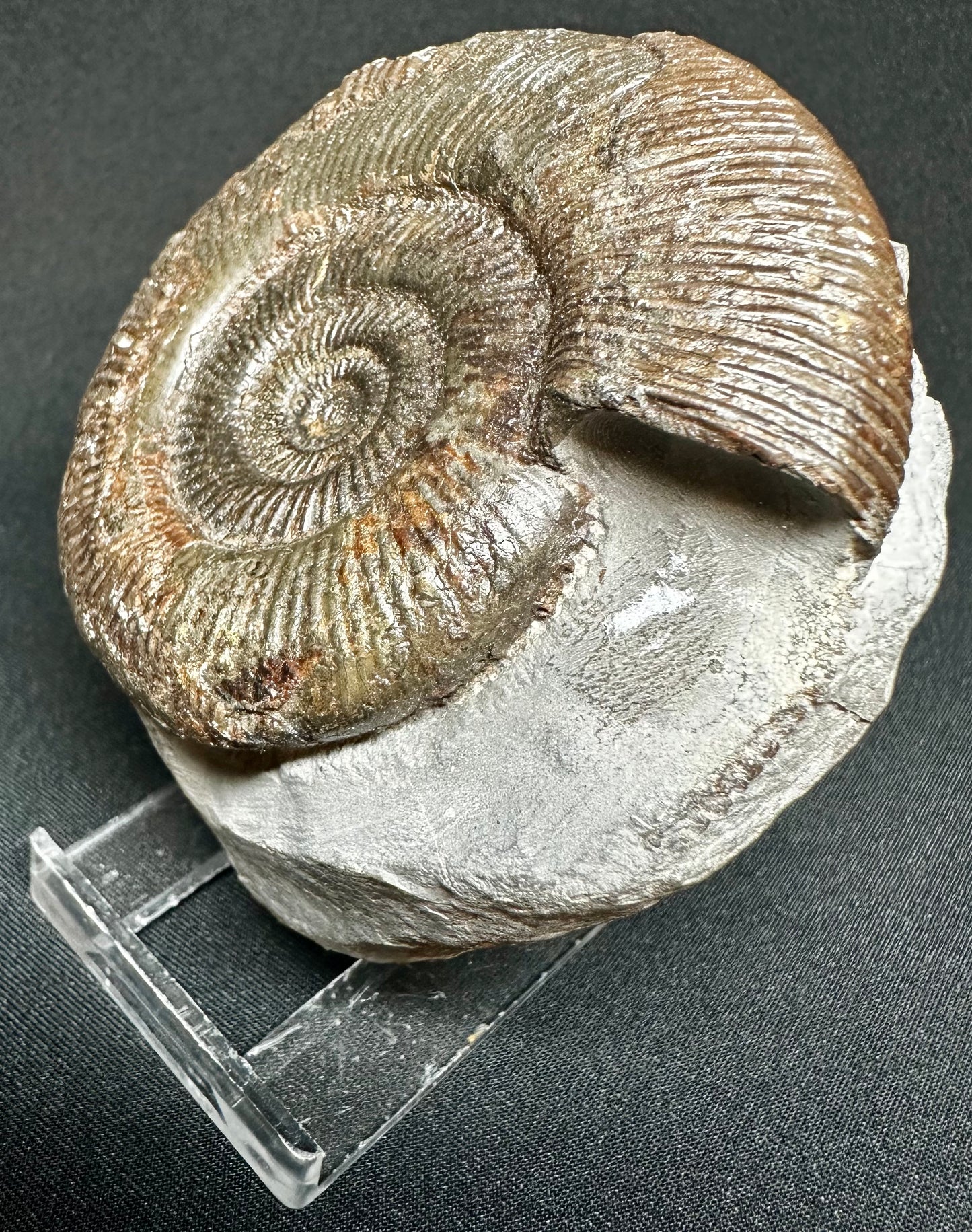 Dactylioceras semicelatum ammonite fossil - Whitby, North Yorkshire Jurassic Coast