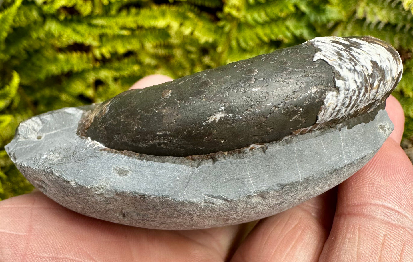 Dactylioceras Tenuicostatum ammonite fossil - Whitby, North Yorkshire, England