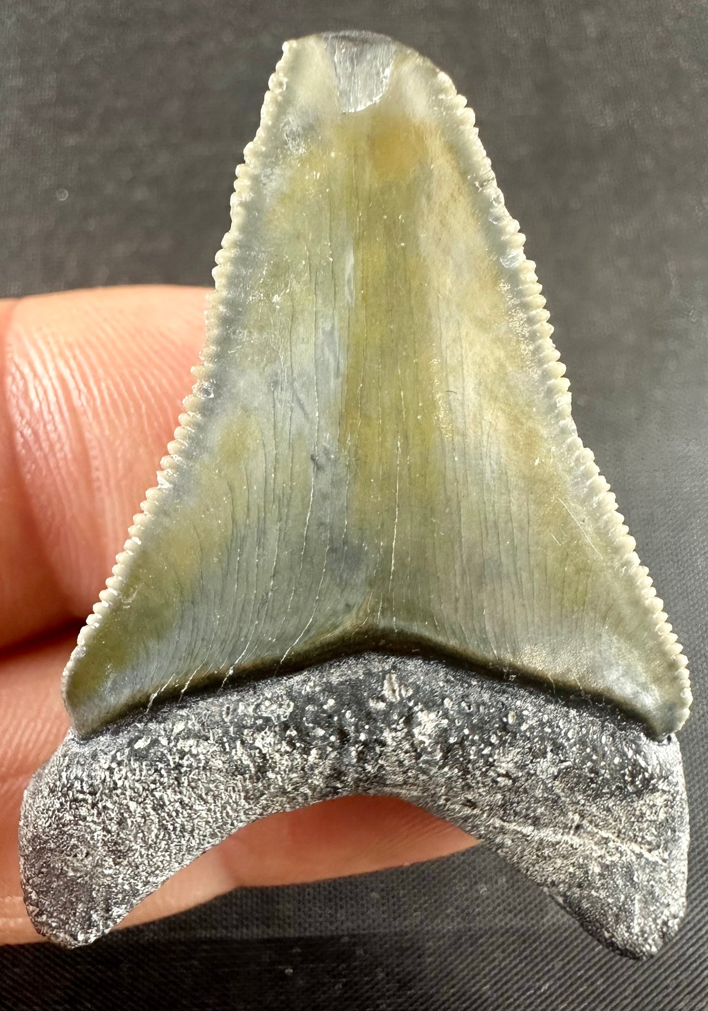 Bone Valley Megalodon Tooth