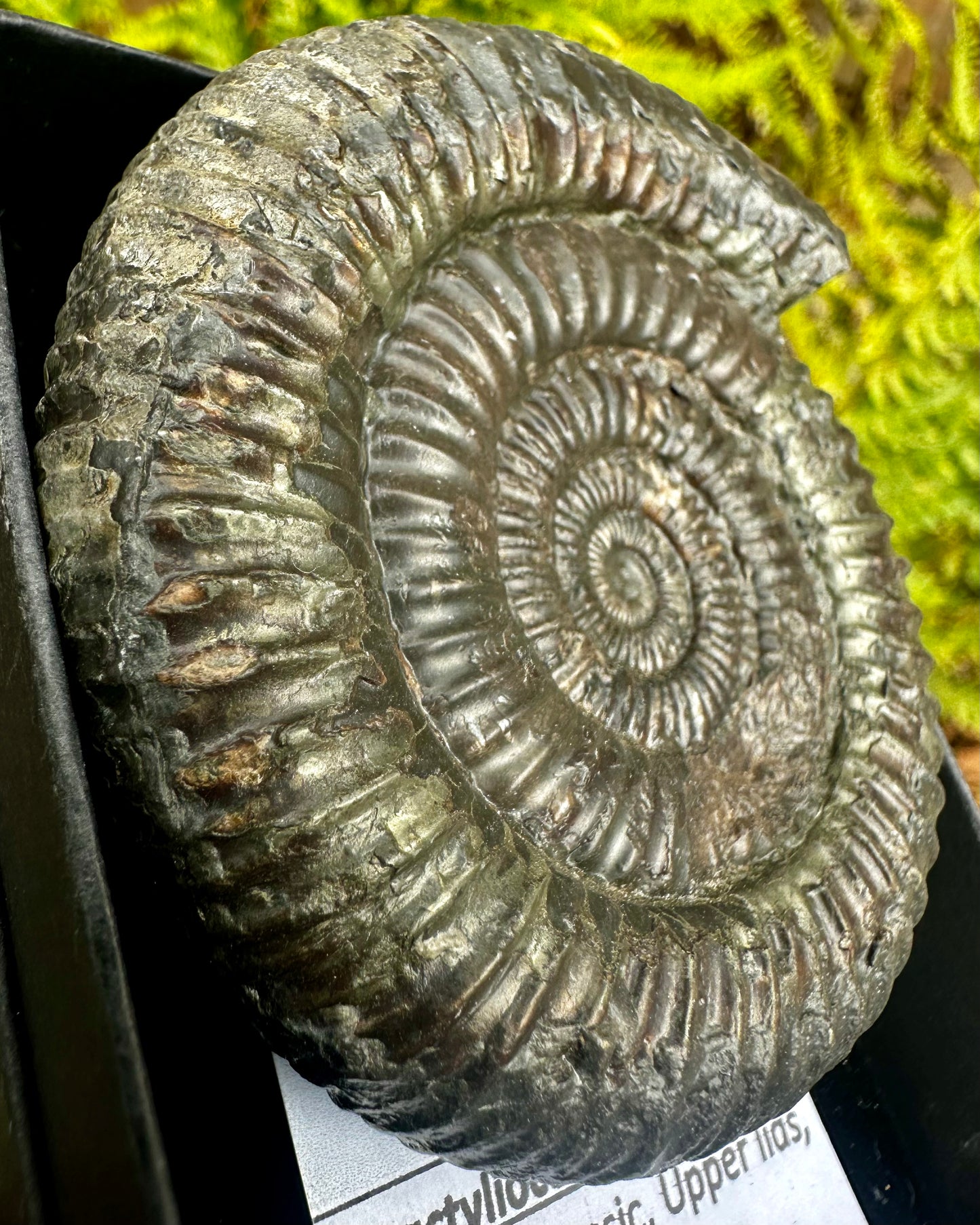 Dactylioceras Ammonite Fossil, Whitby, North Yorkshire Coast, England.