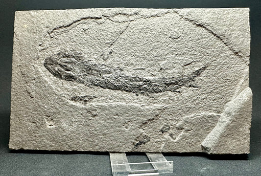 Old Red Sandstone Early Devonian “Lobed Fin” Fossil Fish from Orkney, Scotland Osteolepis macrolepidotus