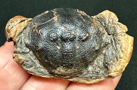 Zanthopsis Leachii Crab fossil