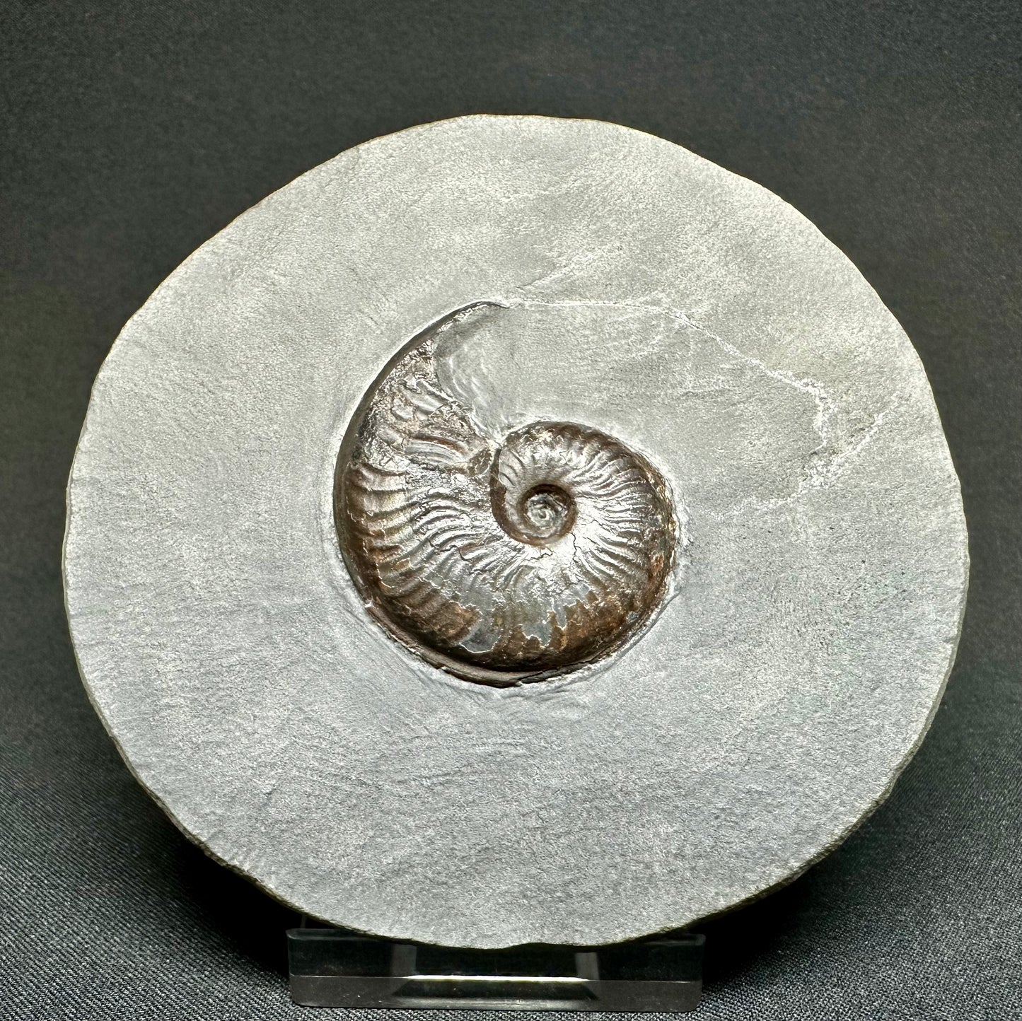 British Lower Jurassic, Upper Lias Ammonite Cluster from Sandsend, Whitby, North Yorkshire, England Eleganticeras elegantulum