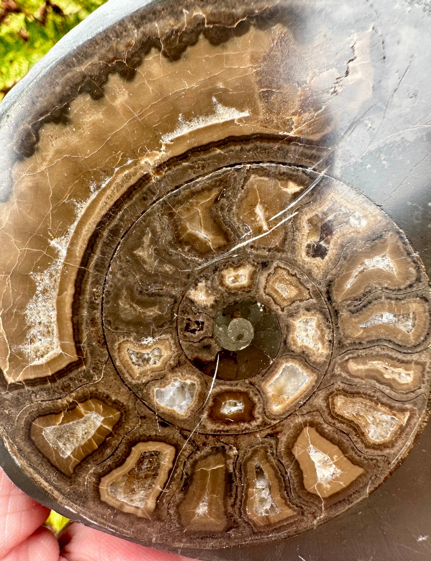 Polished Yorkshire Ammonite, Whitby, North Yorkshire, England.