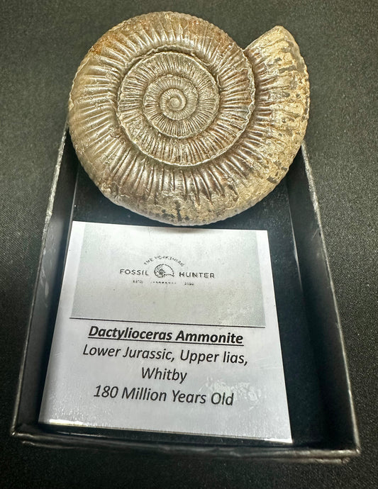 Dactylioceras Ammonite Fossil