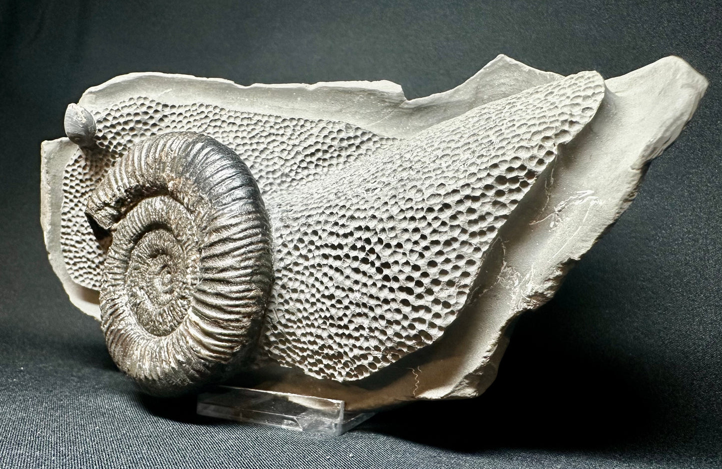 Sculptured by Mark. British Lower Jurassic, Upper Lias Ammonite from Whitby, North Yorkshire, England.  Dactylioceras athleticum