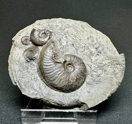 British Lower Jurassic, Upper Lias Ammonite Cluster from Sandsend, Whitby, North Yorkshire, England Eleganticeras elegantulum