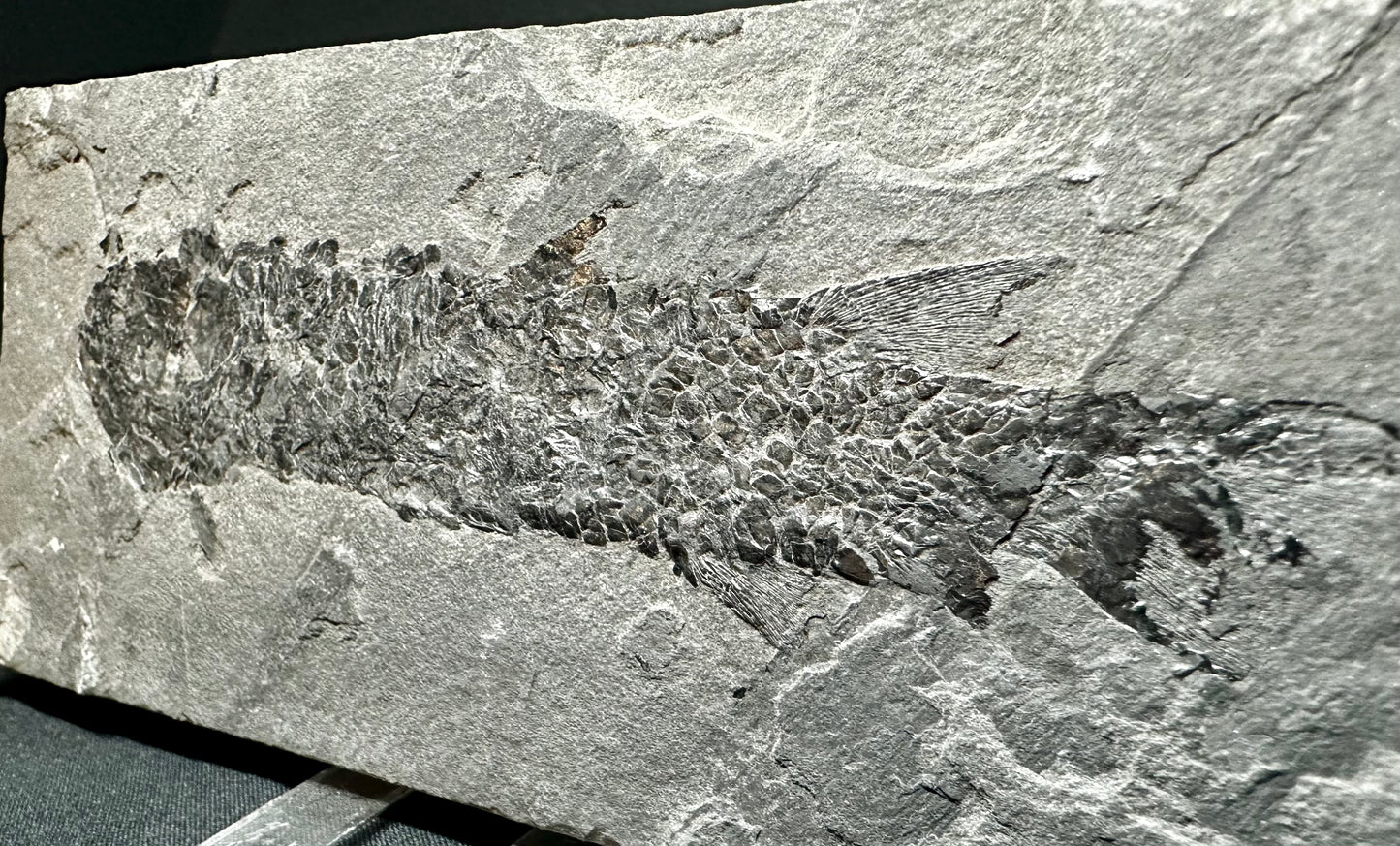 Old Red Sandstone Early Devonian “Lobed Fin” Fossil Fish from Orkney, Scotland Osteolepis macrolepidotus