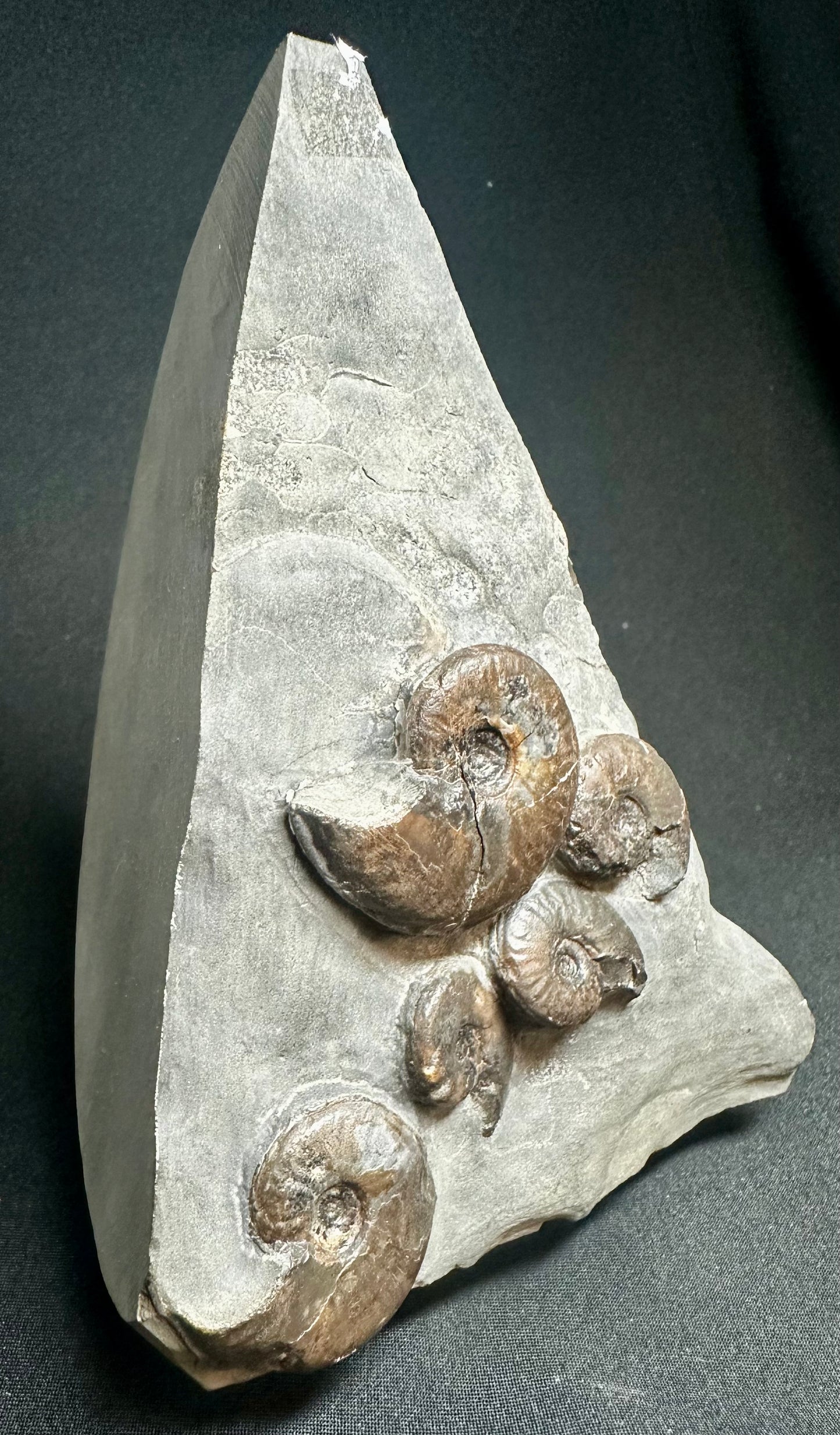 British Lower Jurassic, Upper Lias Ammonite Cluster from Sandsend, Whitby, North Yorkshire, England Eleganticeras elegantulum