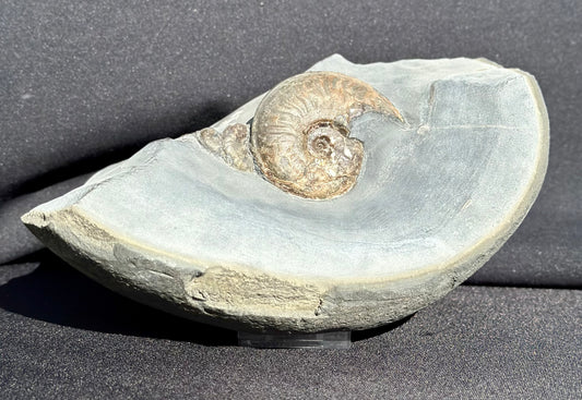 Eleganticeras Ammonite