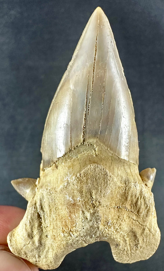 Otodus Obliquus Shark Tooth