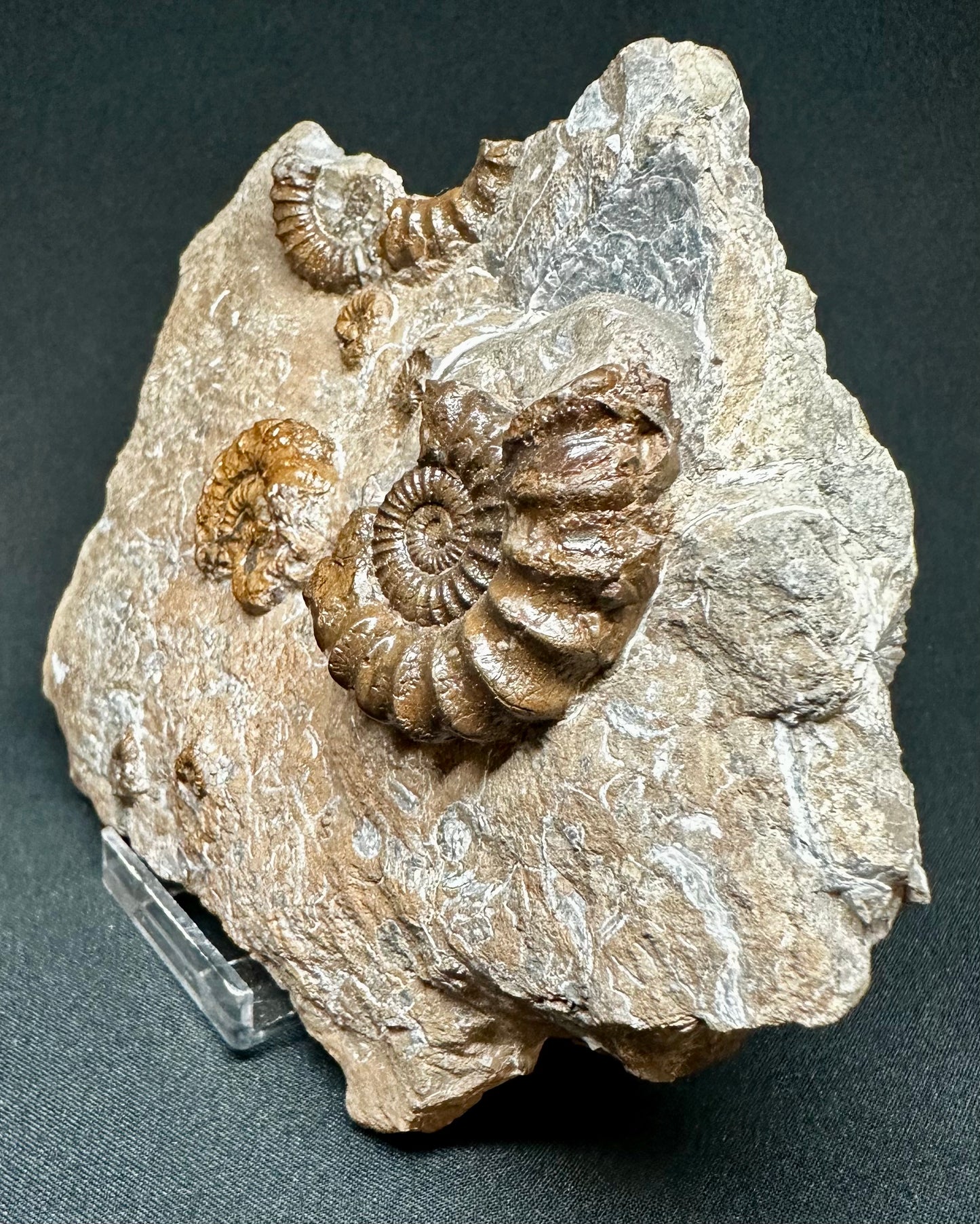 Oistoceras Figulinum ammonite fossil - Whitby, North Yorkshire Jurassic Coast