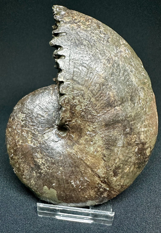 Phylloceras ammonite fossil - Whitby, North Yorkshire Jurassic Coast