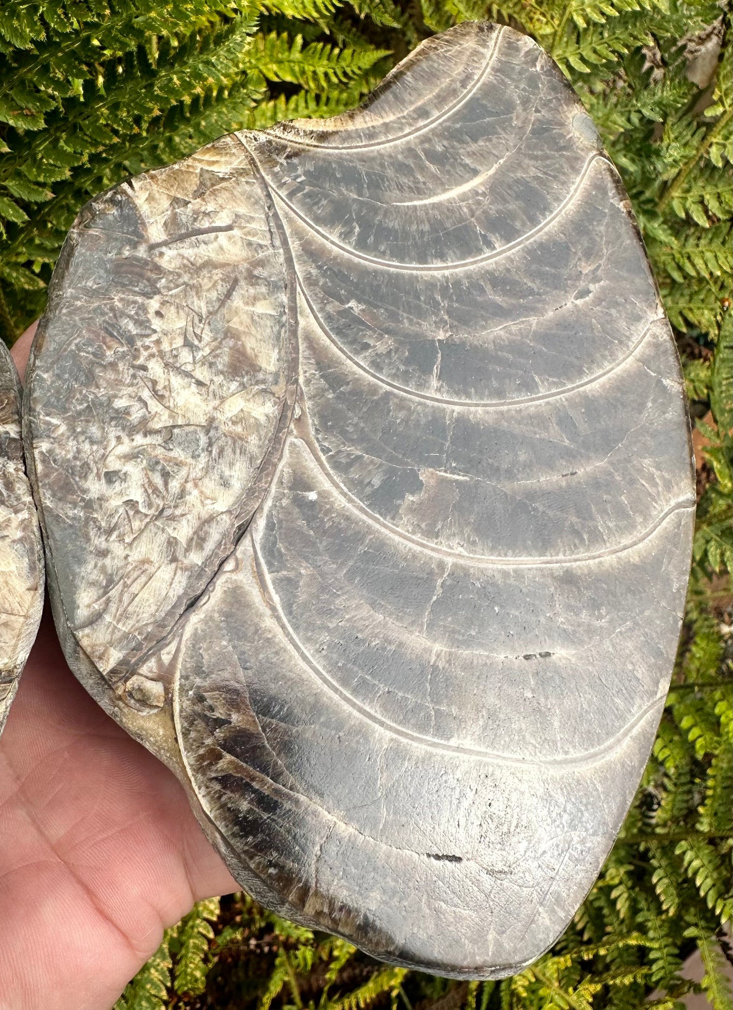 Polished Ammonite Pair, Mappleton, East Yorkshire, England