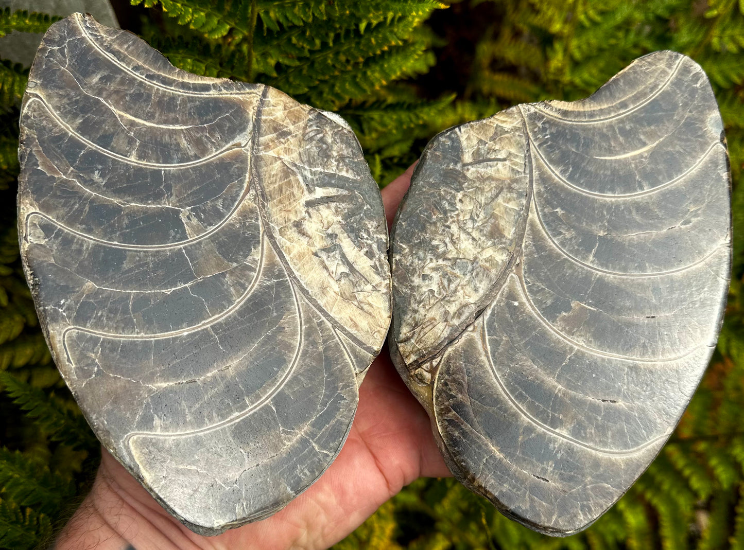 Polished Ammonite Pair, Mappleton, East Yorkshire, England