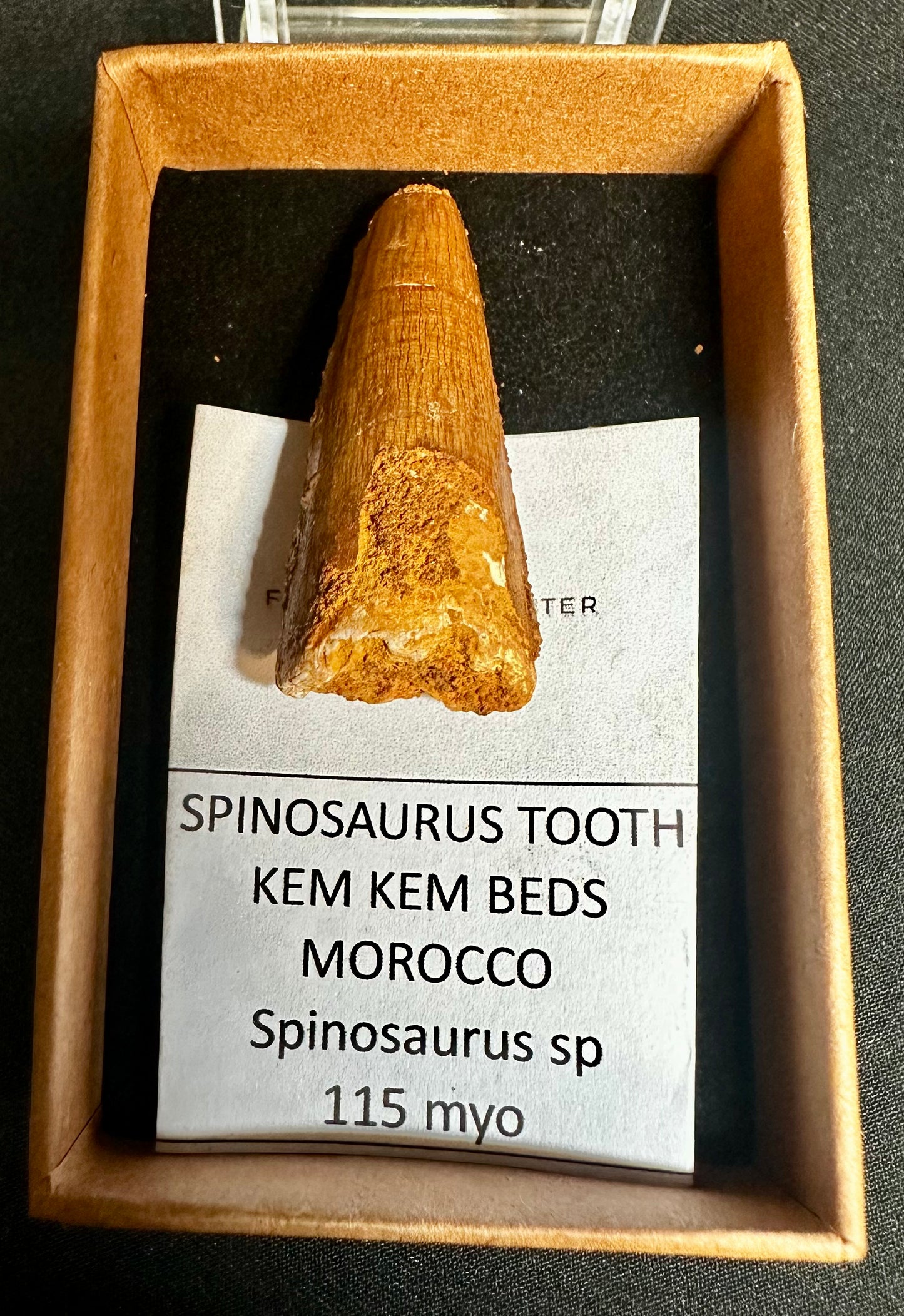 Small Genuine Spinosaurus Dinosaur Tooth from Kem Kem Beds, Morocco Spinosaurus sp.