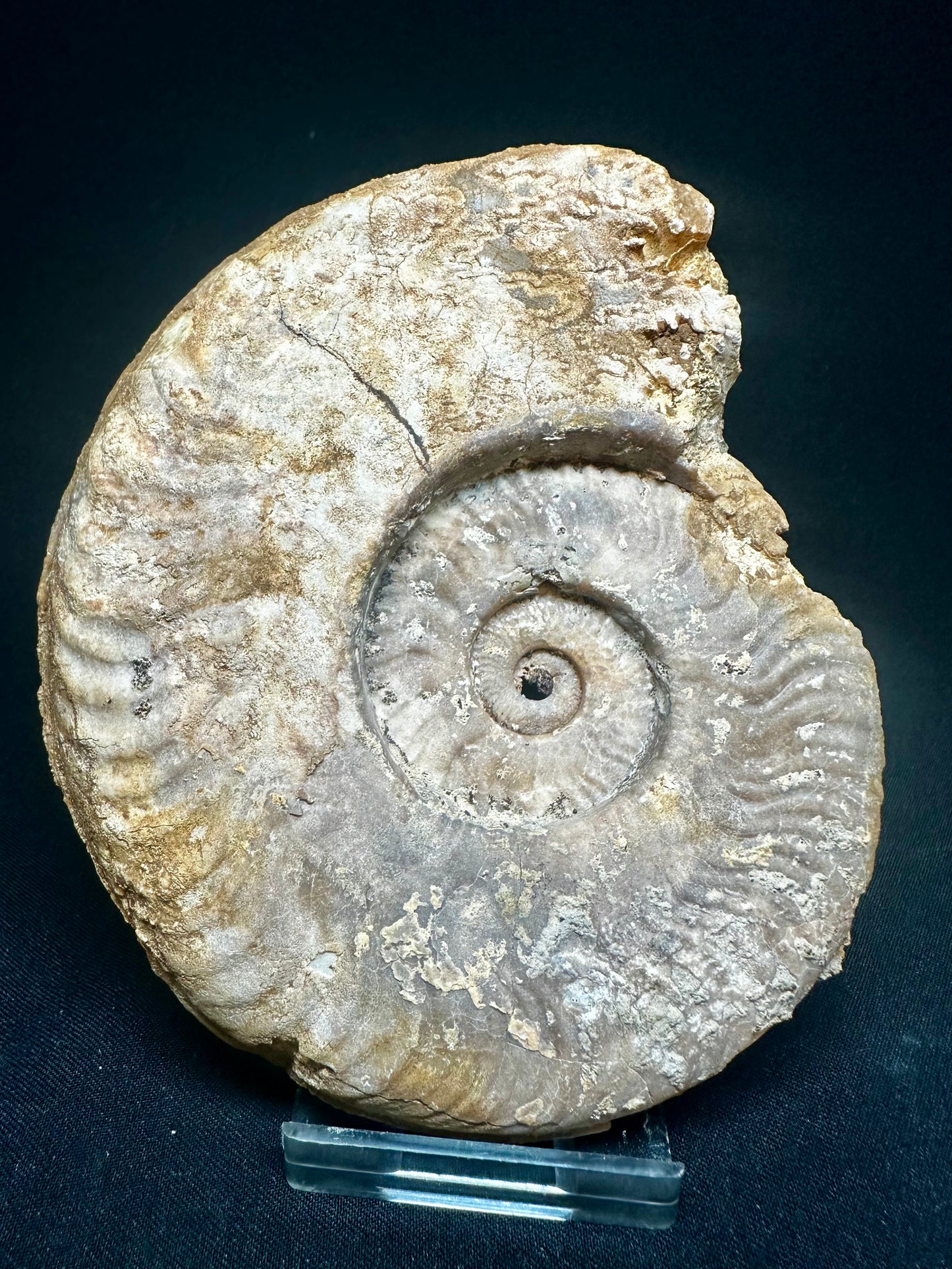 Harpoceras Ammonite sp