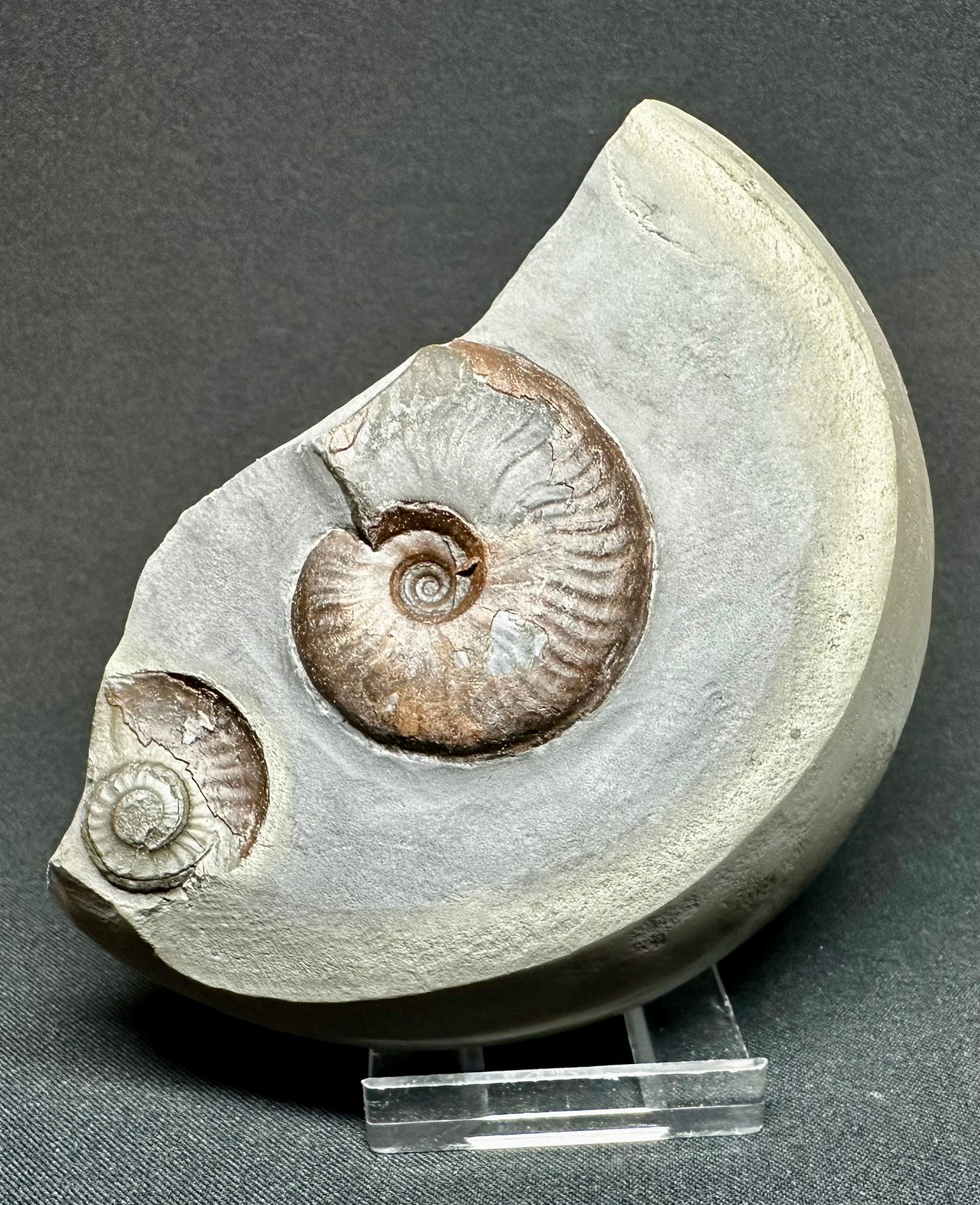 British Lower Jurassic, Upper Lias Ammonite Cluster from Sandsend, Whitby, North Yorkshire, England Eleganticeras elegantulum